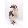 36 Celadon Coturnix Quail Hatching Eggs - Blue Egg Layers