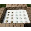 12+ Pearl Coturnix Quail Hatching Eggs SHIPPED IN FOAM