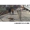 谷中のら猫ラプソディー〜だんだん猫10年の記録〜 [DVD]