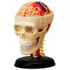 Tedco Human Anatomy Cranial Skull