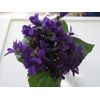 10+ Purple Native Wild Violet Flower Viola Plants Bareroot Rhizomes Organic