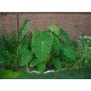 Live Bulbs Colocasia Elephant Ear Huge Leaf Esculenta Elephant Ear Taro Gabi Kalo Eddo Bulbs Ready to Grow Tropical Garden Plant (3 Bulps)