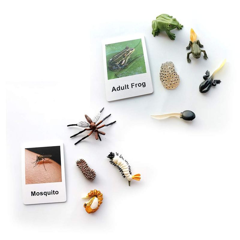 MEROCO Frog Mosquito Life Cycle Animal Flash Cards with Animal ...