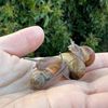 3 juvenor Helix aspersa GARDEN SNAIL PET medium size