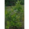 Ginkgo Biloba Organic Extract / 50 ml /1.7 fl oz.