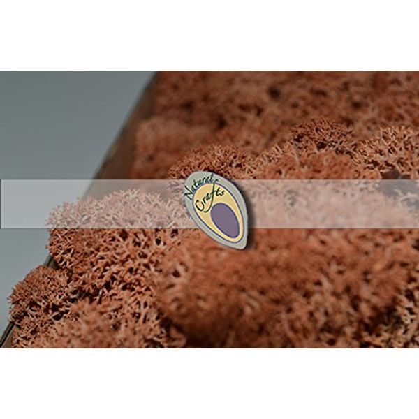 Burnt Orange Natural Reindeer Moss 100g
