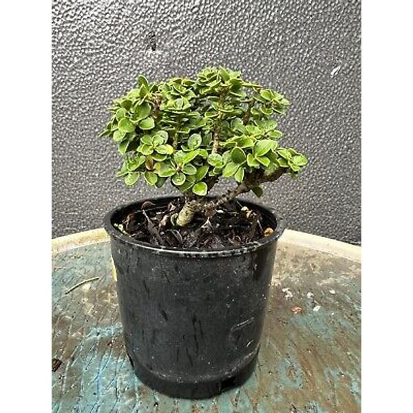 Dwarf Japanese Holly Pre-Bonsai Tree Live Pagoda Ilex Crenata Outdoor Healthy