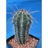 Tucson Tools Goognice Saguaro Cactus 5" to 10" Tall 8 to 10 Years Old (Shipped Bare Root!)