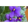 Violet Perfume - All Natural Made From Fresh Flowers - Perfect Gift!