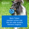 Traumeel T ad us. Vet. 100 tablets, Tablets