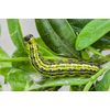 Dragonfli Box Tree Caterpillar Moth Trap - Refill Pheromone Lure