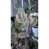 100 Assorted Succulent Cuttings with 40+ mixed varieties