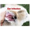 INFECTION DEL OIDO EN MASCOTAS  - OTITIS -enrojecimient