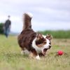 PLATZ PET SUPPLIES & FUN Dog Toy Atomic Ball Mini Red