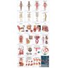 Female Anatomy (Flip Chart)