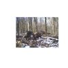 18lb Bearded Hen - Wild Turkey Scratch Feed Supplement - Game Bird Attractant