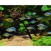 Seachem Pristine Aquarium Treatment, 500ml (001438)