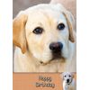 Golden Labrador Dog Birthday Card