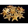 5 Small Starfish SeaShells