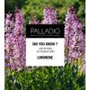 Palladio Lip Stain, Hydrating and Waterproof Formula, Matte Color Look, Longlasting All Day Wear Lip Color, Smudge Proof Natural Finish, Precise Chisel Tip Marker, Rose