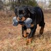 KONG Maxx Bone Md/Lg