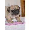 Hi-Line Gift Pug Mopping The Floor