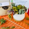 Succulent DIY Kit - 2.5” White Pot & Tray
