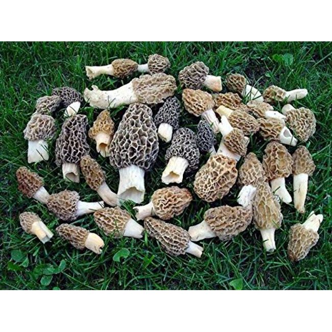 Morel Mushroom Spores Seeds Spore Grow Kit Makes 5 gals Gourmet