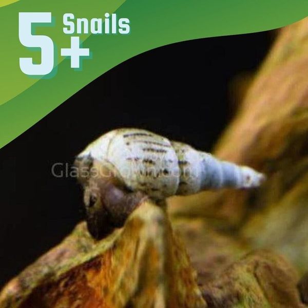 5+ JUVENILE Malaysian Trumpet Snails Easy Aquarium Algae Cleaners Pet Fish Tank