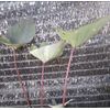 AUTHENTIC Colocasia  Americano 1 bulbs