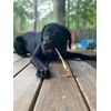 K-9 Fish Carnivore Chews 3oz bag Pieces Dog Pets