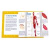 Junior Learning JL647 Anatomy Flips, Multi