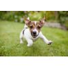 pet joint supplements - HIP AND JOINT SUPPORT FOR DOGS - glucosamine chews