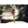 Samuel Groves 12" 12- Wire Whisk