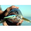 Bandit Walleye Shad - Slither - 3"