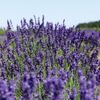 Lavender &amp; texi-tori-so-pu G