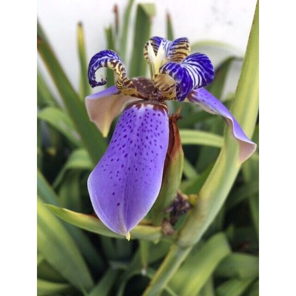 Live  Roota Blue Walking Iris Plant flower Bulbs w/ 2 leaves