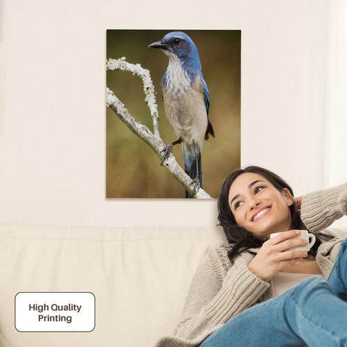 3dRose, Western Scrub-Jay bird, Hill Country, Texas - NA02 RNU0840 - Rolf Nussbaumer, Museum Grade Canvas Wrap 16x20