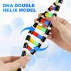 Toyvian DNA Model Kit, DNA Double Helix Structure Model DNA Double Helix Model for School Student Science Teaching Educational Learning