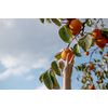 Tomorrow I am Persimmon Tree Noboru Feminine Wash Large Body Soap, 11.8 fl oz (350 ml)