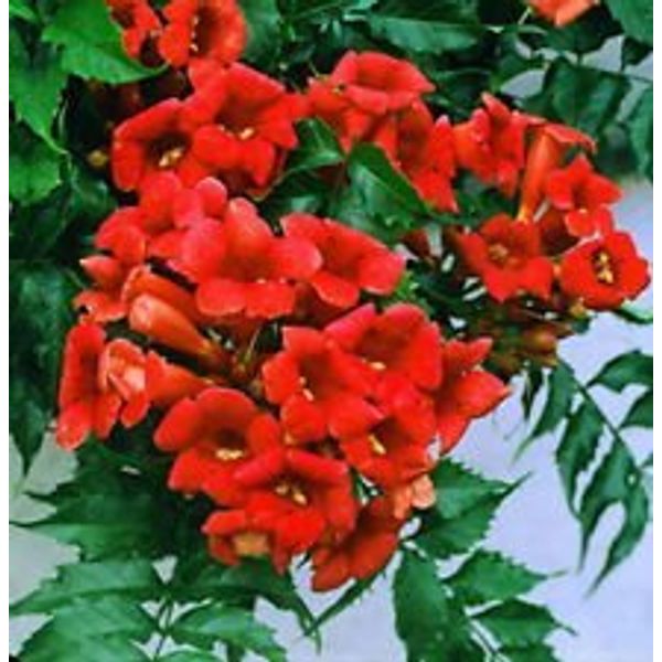 Rare Dark Red Hummingbird Trumpet Vine! Hardy! 20 Seeds!