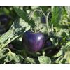 BLUE TOMATO * HEALTHFUL * ANTIOXIDANT *