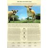 2005 Farm Animals Stamps Presentation pack