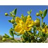 Chaparral Leaf Powder Capsules | Wildcrafted Larrea Tridentata | 530mg