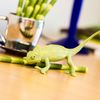 Safari Veiled Chameleon Baby, Green,Large