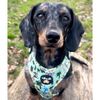 Adjustable dog harness/Zoo/car suitable/for no pulling XXS- Medium (X Small)