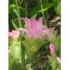 Spring Uchinokinawa Portable 120 Tablets x 5P