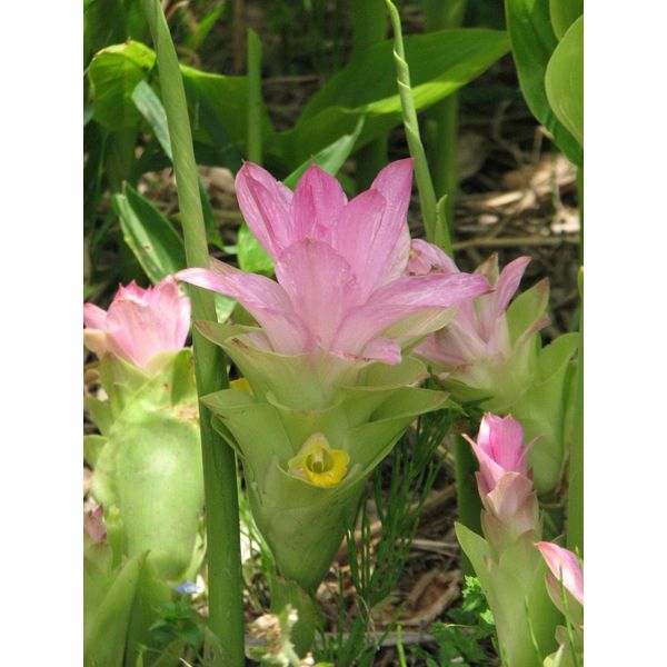 Spring Uchinokinawa Portable 120 Tablets x 5P