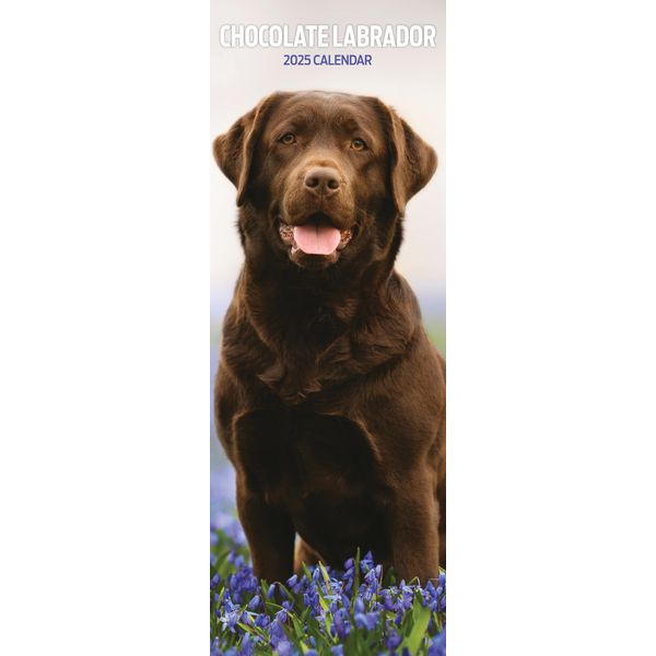 Labrador Chocolate 2025 Slim Calendar