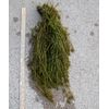 100+ STEMS ELODEA CANADENSIS WATER PLANTS 1+ POUND AQUERIUM CRAYFISH TURTLE KOI